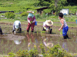 田植え