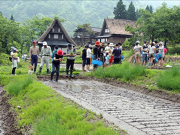 田植え