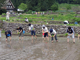 田植え