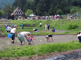 田植え