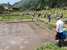 田植え