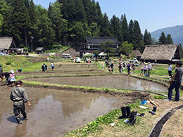 田植え