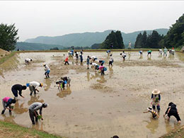 田植え