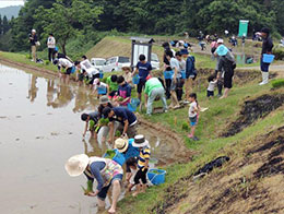 田植え