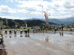 田植え