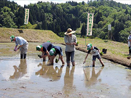 田植え