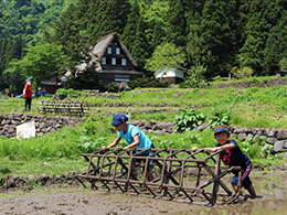 田植え