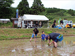 田植え