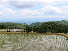 田植え