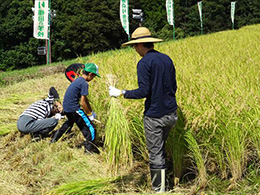 稲刈り・はさがけ