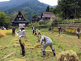 稲刈り・はさがけ