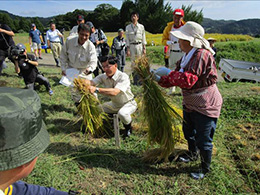 田植え