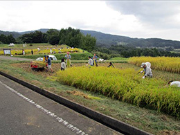 田植え