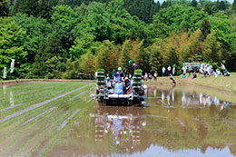 田植え