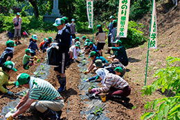 田植え