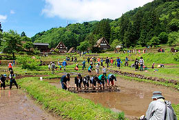 田植え