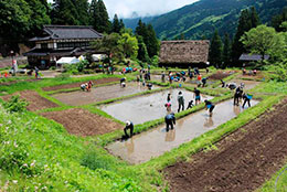 田植え