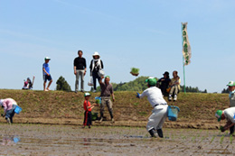 田植え