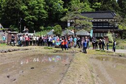 田植え