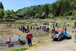 田植え