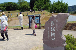 田植え