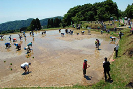 田植えけ