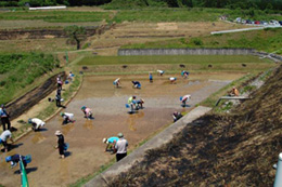 田植え