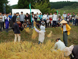 稲刈り・はさがけ