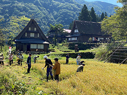 稲刈り・はさがけ