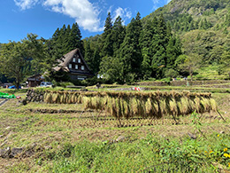 稲刈り・はさがけ